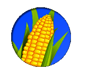 maize