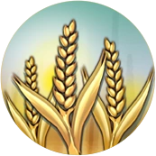wheat